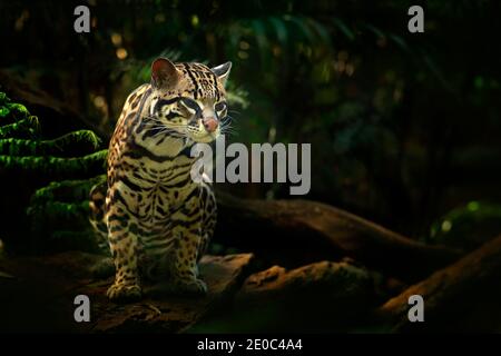 Faune au Costa Rica. Joli chat margay assis sur la branche dans la forêt tropicale costaricienne. Portrait de détail de l'ocelot, joli chat margay en tropica Banque D'Images