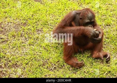 Adulte homme Orangutan assis sur l'herbe. Copiez l'espace pour votre texte. Mignon orangutan ou pongo pygmaeus est le seul grand asiatique trouvé sur l'île de B Banque D'Images