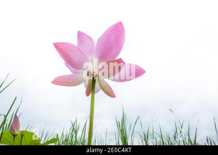 Vue rapprochée de Lotus Flower. Khulna, Bangladesh Banque D'Images