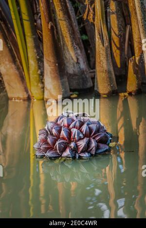 Le palmier Nipa ou les fruits Golpata dans les Sundarbans, un site classé au patrimoine mondial de l'UNESCO et un sanctuaire de la vie sauvage. La plus grande forêt littorale de mangrove du moût Banque D'Images