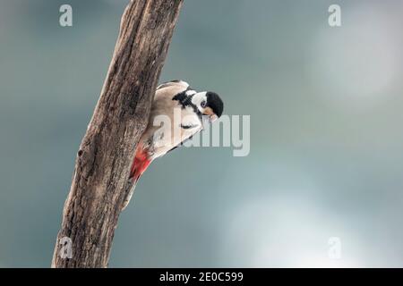 Le grand pic à pois sur le tronc des arbres (Dendrocopos Major) Banque D'Images