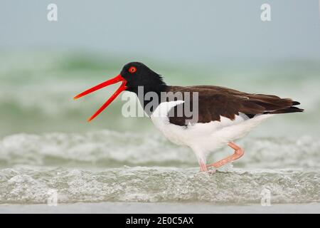 Oystercatcher américain, Haematopus palliatus, oiseau aquatique dans la vague, avec bec rouge ouvert, Floride, États-Unis. Scène sauvage de la nature. Banque D'Images