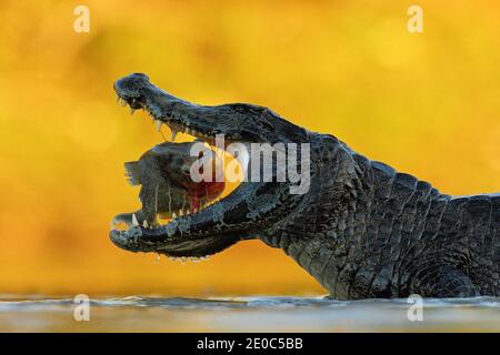 Caiman, crocodile avec poisson au museau ouvert, Pantanal, Brésil. Portrait détaillé du reptile danger. Caiman avec piranha. Banque D'Images