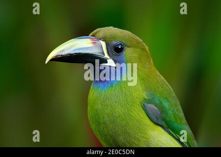 Oiseau exotique de forêt tropicale. Petit toucan Toucanet à gorge bleue, Aulacorhynchus prasinus, oiseau vert dans l'habitat naturel, Mexique. Réserve faunique sce Banque D'Images