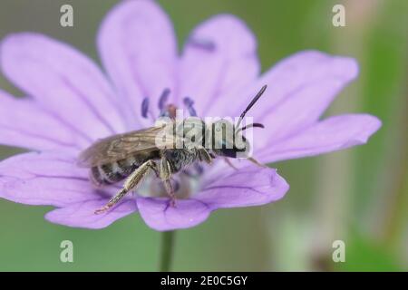 Cette petite femelle en bronze brillant ou en raie ( Lasioglossum nitidulum ) se trouve fréquemment sur le bec de la grue Hedgerow ( Geranium pyrenaicum ) en Th Banque D'Images