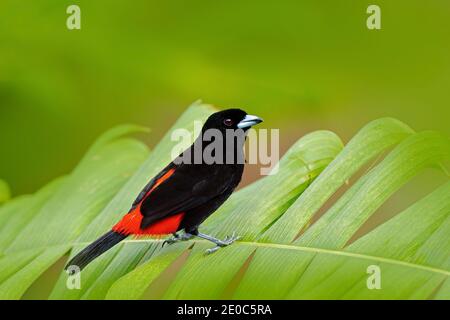 Tanager, Ramphocelus passerinii, oiseau tropical exotique rouge et noir du Costa Rica, dans un habitat naturel de forêt verte. Chanson noire et rouge Banque D'Images