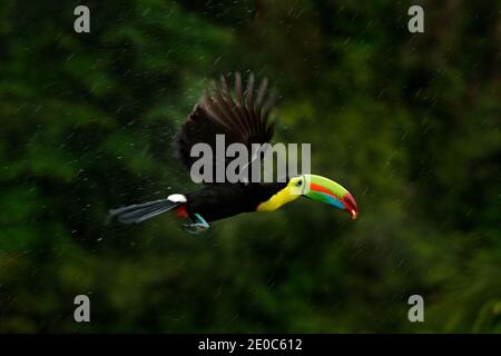 amérique, art, beak, beau, belize, grand, facture, facturé, oiseau, noir, bleu, branche, centre, colombie, coloré, costa, mignon, extérieur, plumes, nourriture Banque D'Images