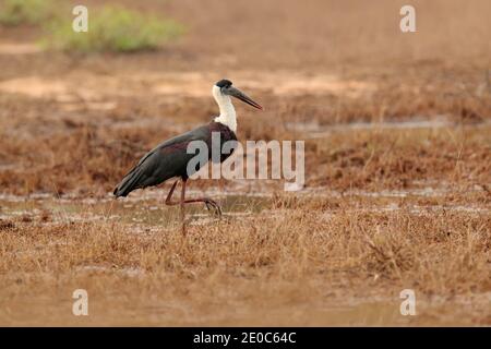 Ciconia episcopus est un grand oiseau à gué de la famille des ciconiidés. Oiseau dans l'habitat naturel, Sri Lanka, Banque D'Images