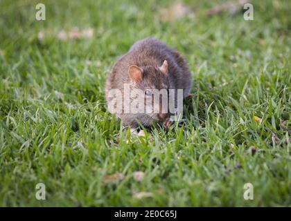 Rat vlei d'Afrique australe (Otomys irroratus) assis sur l'herbe verte, face à l'appareil photo, de près Banque D'Images