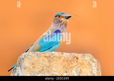 Indian Roller assis sur la pierre avec fond orange. Observation des oiseaux en Asie. Bel oiseau coloré dans l'habitat de la nature au Sri Lanka. Banque D'Images