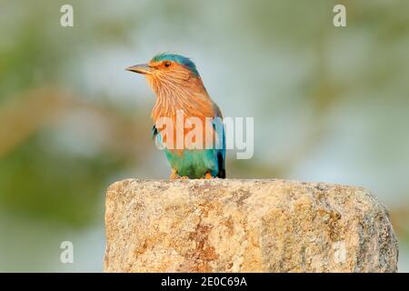 Indian Roller assis sur la pierre avec fond orange. Observation des oiseaux en Asie. Bel oiseau coloré dans l'habitat de la nature au Sri Lanka. Banque D'Images