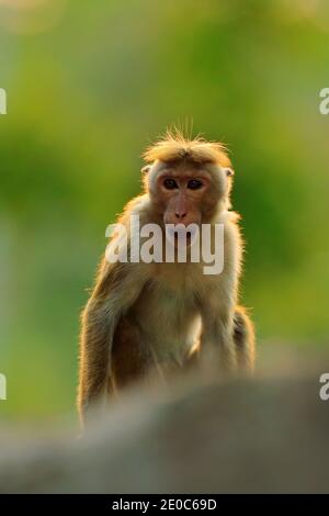 Toque macaque, Macaca sinica, singe avec soleil du soir, Sri Lanka. Détail de singe, scène de veuvage de l'Asie. Belle forêt en arrière-plan. Banque D'Images
