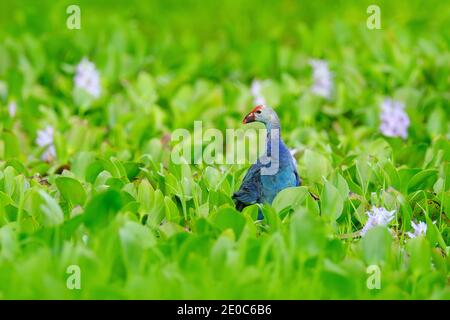 Cyphan, Porphyrio porphyrio, dans la nature vert mars habitat au Sri Lanka. Oiseau bleu rare avec tête rouge dans l'eau fleur herbe avec des fleurs roses. Banque D'Images