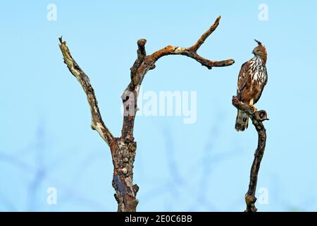 Faucon-aigle changeante, Nisaetus cirratus, oiseau de proie perché sur une branche dans le parc national Wilpattu, Sri Lanka. Banque D'Images