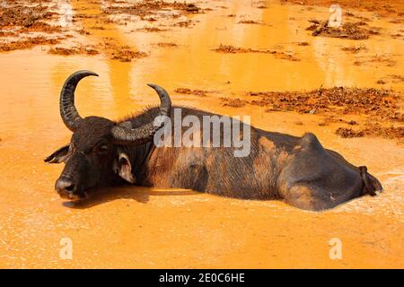 Nage de taureaux dans le lac de Yala, Sri Lanka. Buffle d'eau asiatique, Bubalus bubalis, dans un étang d'eau verte. Scène de la faune, jour d'été avec la rivière. Grosse Banque D'Images