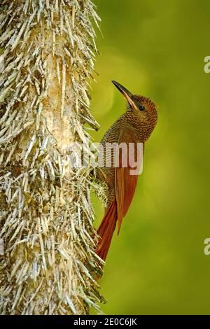 Forêt de dendrocolaptes, dendrocolaptes sanctutithomae, oiseau sauvage dans l'habitat forestier. Scène sauvage de la nature, Belize. Oiseau sur l'arbre épineux Banque D'Images