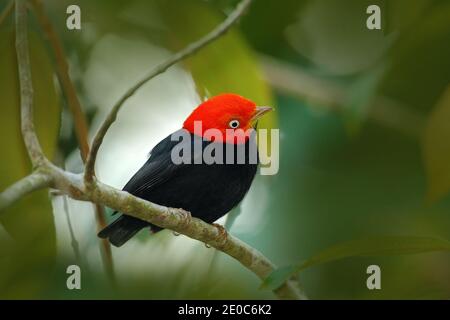 Manakin à capuchon rouge, Pipra mentalis, oiseau bizar rare, Nelize, Amérique centrale. Scène sauvage de la nature. Observation des oiseaux au Belize. Banque D'Images