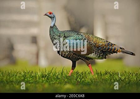 dinde ocellée, Meleagris ocellata, oiseau bizar rare, Parc national de Tikal, Gutemala. Scène sauvage de la nature. Oiseau avec verrue rouge dans l'habitat de la nature Banque D'Images