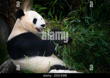 Panda manger du bambou. Scène sauvage de la nature chinoise. Portrait de Panda géant se nourrissant sur un arbre de bambou dans la forêt. Joli ours noir et blanc avec smil Banque D'Images