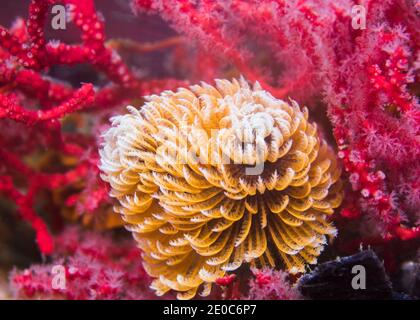 Ver à plumeau (Sabellastarte longa) Ou un fanworm géant avec des bras étendus orange lors de l'alimentation sous l'eau Banque D'Images