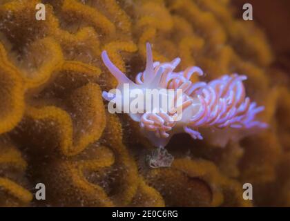 Nudibranche de corail (Phyllodesmium horridus) avec belle cerata rose clair sous l'eau Banque D'Images