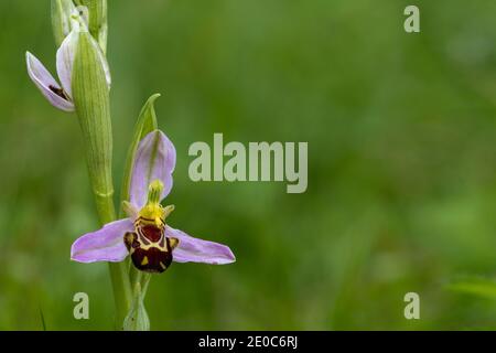 Abeille Orchid; Ophrys apifera; Flower; Royaume-Uni Banque D'Images