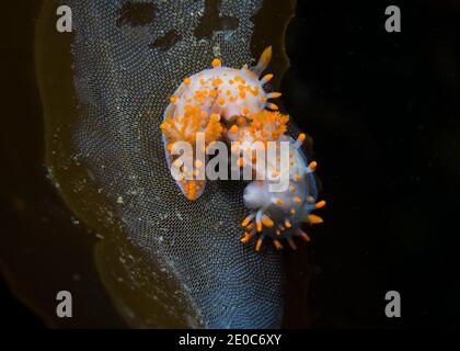Deux limaces de mer (Limacia clavigera) paître sur le varech, corps blanc avec des boutons orange à l'extrémité des tiges saillantes Banque D'Images