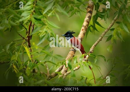 Le paradis indien flycatcher, Terpsiphone paradisi, dans l'habitat naturel, parc national de Yala, Sri Lanka. Bel oiseau avec longue queue dans vergeat vert Banque D'Images