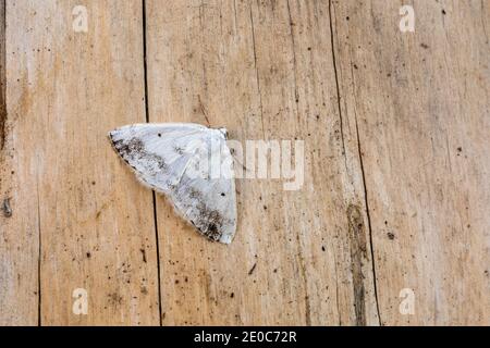 Moth d'argent trouble; Lomographa temerata; on Wood; Royaume-Uni Banque D'Images