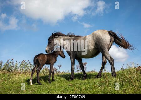 Mare et Foal ; Réserve naturelle de Conwy ; RSPB ; pays de Galles Banque D'Images