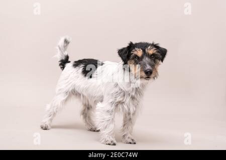 Petit Chien tricolore est debout devant un fond blanc. Jack Russell Terrier à poil rude Banque D'Images