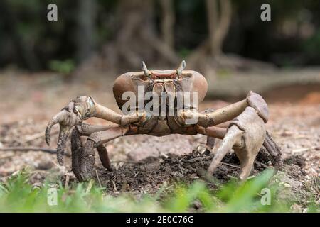 Crabe géant de mangrove; Cardisoma carnifex; Seychelles Banque D'Images