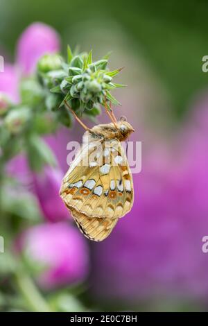 Papillon Fritillaire brun élevé ; Fabriciana adippe ; Homme ; on Foxglove ; Royaume-Uni Banque D'Images