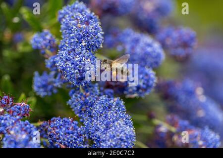 Honey Bee ; APIS mellifera ; à Ceanothus ; Royaume-Uni Banque D'Images