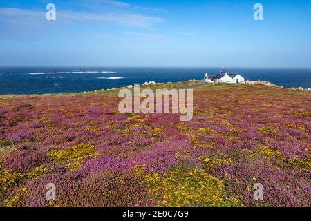 Land's End ; Heath in Flower ; Cornwall ; Royaume-Uni Banque D'Images
