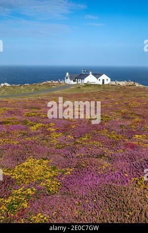 Land's End ; Heath in Flower ; Cornwall ; Royaume-Uni Banque D'Images