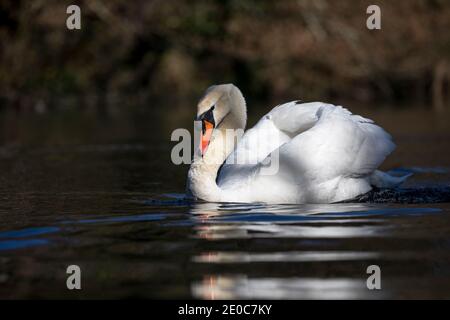 Cygne tuberculé Cygnus olor ; Royaume-Uni ; Banque D'Images