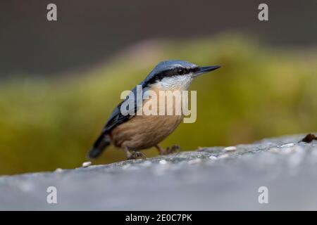Sitta europaea sittelle ; ; ; Devon UK Banque D'Images