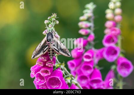 Privet Hawk-Moth ; Sphinx ligustri ; on Foxglove ; Royaume-Uni Banque D'Images