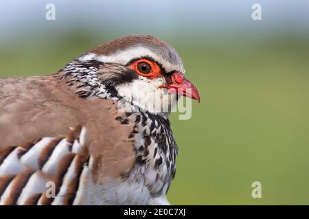 Perdrix à pattes rouges ; Alectoris rufa ; Portrait ; Royaume-Uni Banque D'Images