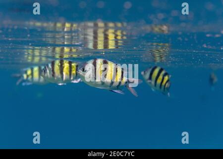 Sergent Major Fish; Abudefduf vaigiensis; Maldives Banque D'Images