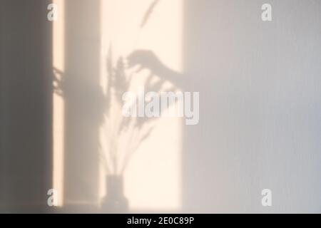 Une ombre lumineuse de la main d'une femme ajoute une pointe d'herbe sèche à un bouquet de fleurs séchées contre un mur de lumière Banque D'Images