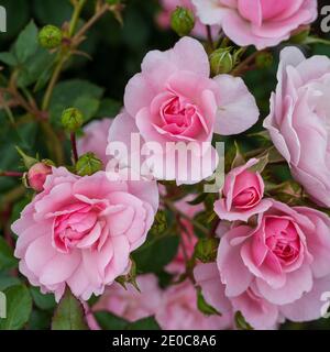 82 'Bonica' Floribunda Rose, Floribundaros (Rosa) Banque D'Images