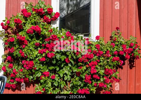 Rose grimpant 'Flamentanz', Kordesiros (Rosa kordesii) Banque D'Images