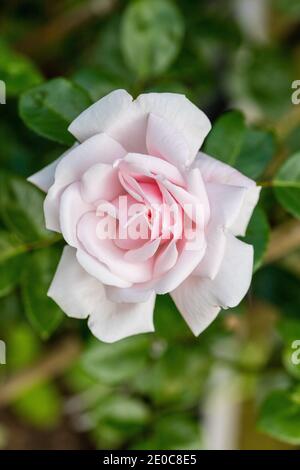 'New Dawn' rosier grimpant, Kordesiiros (Rosa kordesii) Banque D'Images