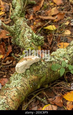 Fomitopsis betulina, polypore de bouleau, recycleurs de natures Banque D'Images