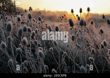 Wimborne, Royaume-Uni. 31 décembre 2020. Le gel couvrait les petites cuillères pendant que le soleil se lève le soir du nouvel an sur Wimborne à Dorset. Credit: Richard Crease/Alamy Live News Banque D'Images