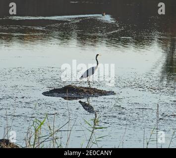 Héron gris Ardea cinera oiseau sauvage sur les roseaux dedans eaux peu profondes des marécages de rive de rivière avec roseaux à herbe Banque D'Images