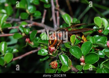 big hornet rampant sur de nombreuses fleurs au printemps et dans le jardin Banque D'Images