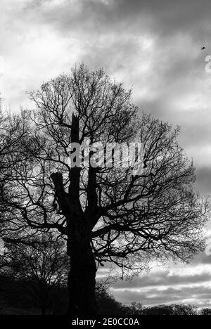 Chêne (Quercus sp) en hiver Banque D'Images